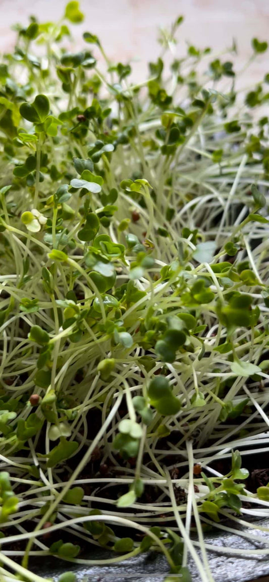 مستنبتات البروكولي